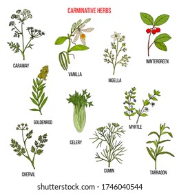 Carminative herbs. Hand drawn vector set of medicinal plants