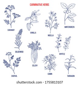 Carminative herbs. Hand drawn vector set of medicinal plants