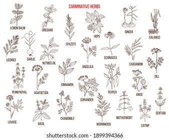 Carminative herbs. Hand drawn vector set of medicinal plants