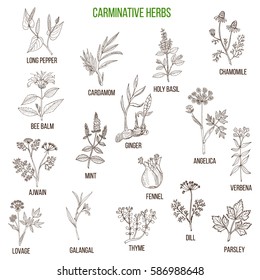 Carminative herbs. Hand drawn vector set of medicinal plants