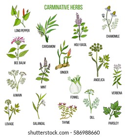 Carminative herbs. Hand drawn vector set of medicinal plants