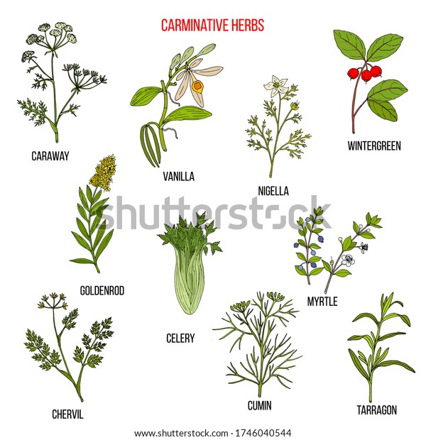 Carminative Herbs Hand Drawn Vector Set Stock Vector (Royalty Free ...