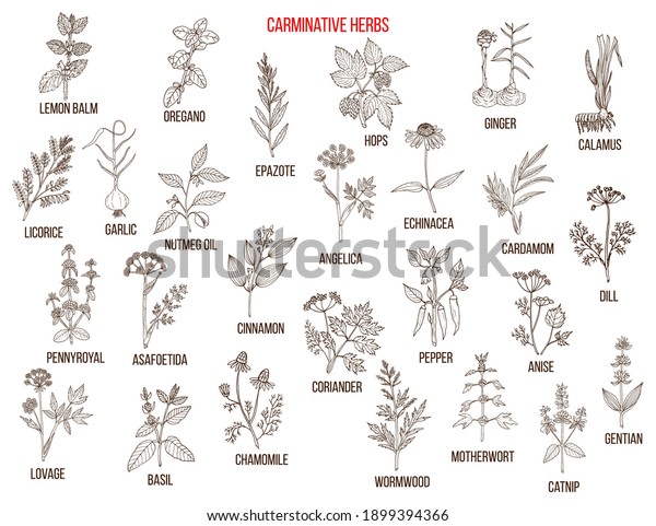 Carminative Herbs Hand Drawn Vector Set Stock Vector (royalty Free 