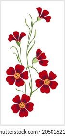 Carnation