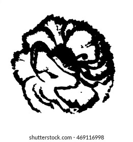 Carnation