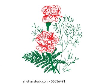 carnation