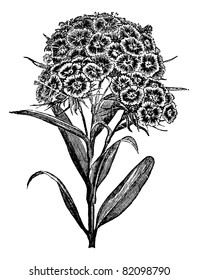 Carnation Barbu (Dianthus barbatus) or Sweet William. vintage engraved illustration.  Trousset encyclopedia (1886 - 1891).