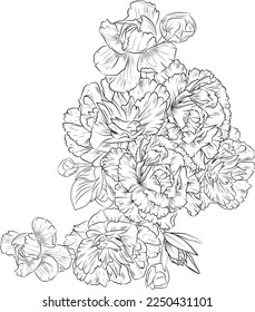 Carnation bouquet, of flower design for card or print. hand painted flowers illustration isolated on white backgrounds, engraved ink art floral coloring pages, and books for print.