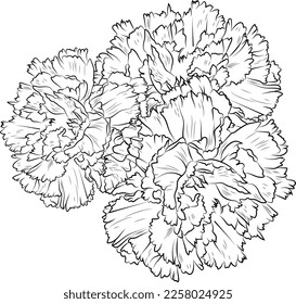 Carnation bouquet, of flower design for card or print. hand painted flowers illustration isolated on white backgrounds, engraved ink art floral coloring pages, and books for print.
