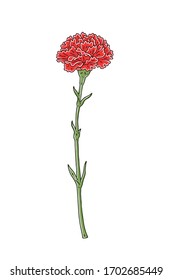 A carnation for father and mother's Day. Colored vector illustration.
