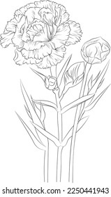 Carnation flower art, vector illustration of a bouquet of dianthus-caryophyllus, in hand-drawn botanical spring elements natural collection line art for coloring page isolated on white background.