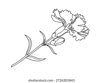 Flor de clavel y línea de brote dibujando hojas de tallo