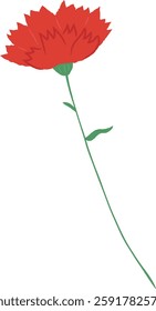 Carnation flower celebration mother's day parent day teacher's day