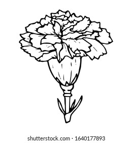 374 Carnation tattoo Images, Stock Photos & Vectors | Shutterstock