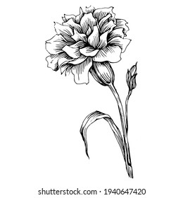 Flor de clavel. Clavo botánico floral. Elemento de ilustración aislado. Flor silvestre de dibujo manual vectorial para fondo, textura, patrón envolvente, marco o borde.