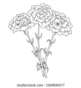 Carnation flower graphic black white isolated bouquet sketch illustration vector