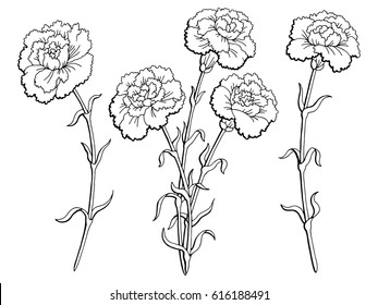 Carnation Flower Graphic Black White Isolated Sketch Illustration Vector