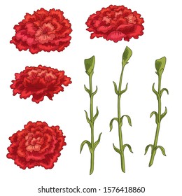Carnation flower graphic color isolated sketch set illustration vector