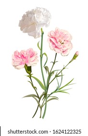 Carnation Flower Isolated On White Background Vector Illustration