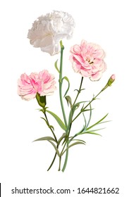 Carnation flower isolated on white background vector illustration