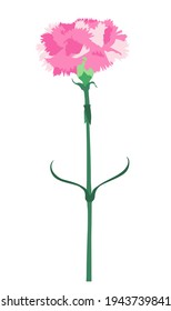 Carnation flower isolated on white background. Vector Illustration EPS10