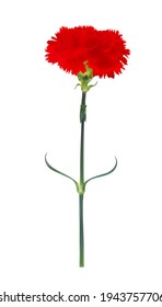 Carnation flower isolated on white background. Vector Illustration EPS10