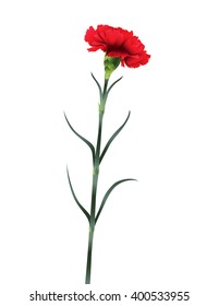carnation flower isolated on white background