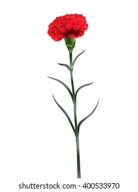 carnation flower isolated on white background