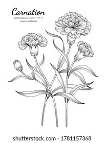 Carnation flower and leaf hand drawn botanical illustration with line art on white backgrounds. 