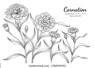 Carnation flower and leaf hand drawn botanical illustration with line art on white backgrounds. 