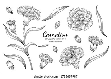 Carnation flower and leaf hand drawn botanical illustration with line art on white backgrounds. 