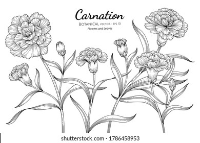 Carnation flower and leaf hand drawn botanical illustration with line art on white backgrounds. 