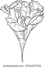 Carnation flower line art. Flat isolated  hand drawn flowers. Minimalist style vector illustration