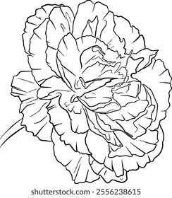 Carnation flower line art. Flat isolated  hand drawn flowers. Minimalist style vector illustration