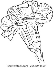 Carnation flower line art. Flat isolated  hand drawn flowers. Minimalist style vector illustration