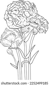 Carnation flower line art, illustration sketch of hand-drawn dianthus-caryophyllus flowers isolated on white. spring flower and ink art style, botanical garden, silhouette art floral background design