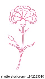 Carnation Flower Line Graphic Pink White Isolated Sketch Illustration Vector