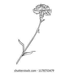 Carnation flower on a long stem. Vector graphic monochrome isolated image.