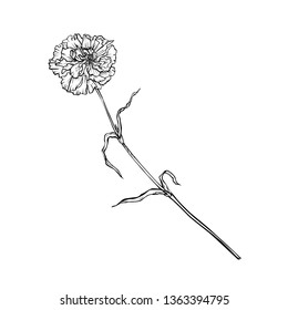 Carnation flower on a long stem. Vector graphic monochrome isolated image.