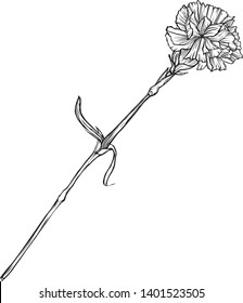Carnation flower on a long stem. Vector
graphic monochrome isolated image.