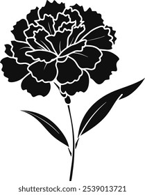 carnation flower on a white bakcground
