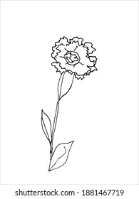 carnation flower. The original version. Doodle. Black and white image. Minimalism. Coloring book