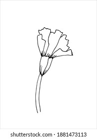 flor de clavel. La versión original. Doodle. Imagen en blanco y negro. Minimalismo.