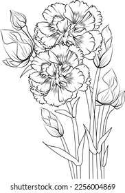 Carnation flower outline, Beautiful botanical floral pattern illustration for coloring page or book, dianthus-caryophyllus, flower sketch art hand drawn monochrome, vector art, illustration, 