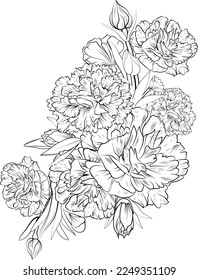 Ilustración de un hermoso ramo de flores de flor de clavel, un libro de coloración a mano de claveles artísticos, flor de flores de flores aislados en un diseño de tatuaje de zentángulo de fondo blanco.