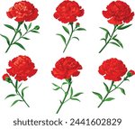 Carnation flower. Vector illustration clip art