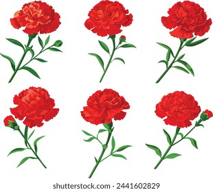 Carnation flower. Vector illustration clip art