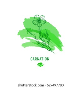 Carnation flower vector illustration. Provence wildflowers. Medicinal herb. Hand drawn herbs icon on a green watercolor spot, outline.