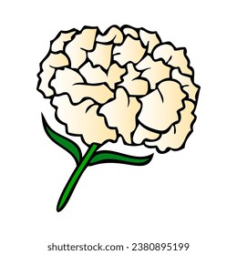 ilustración vectorial de flor de carnación, aislada en fondo blanco, vista superior