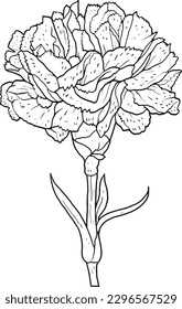 arte de línea vectorial de flor de carnación